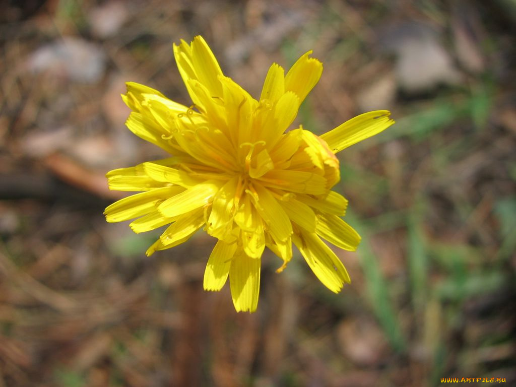 цветы, луговые, полевые