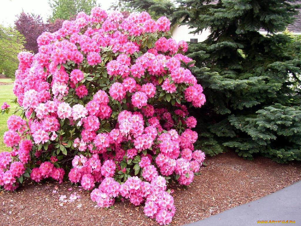 цветы, рододендроны, азалии