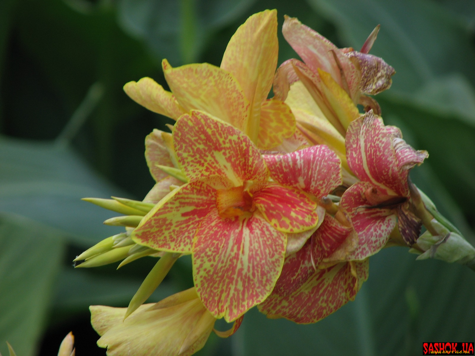 цветы, канна