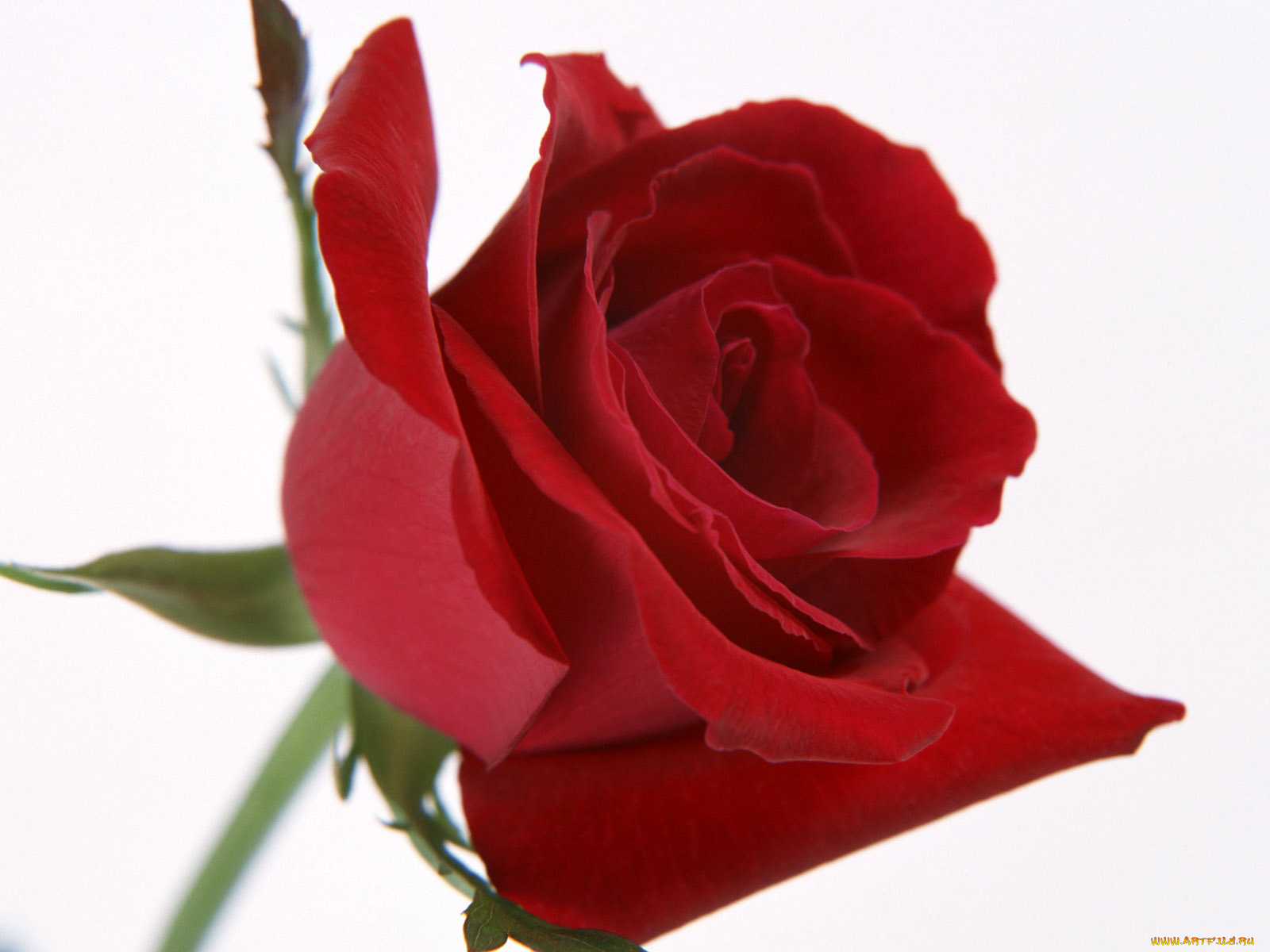 цветы, розы