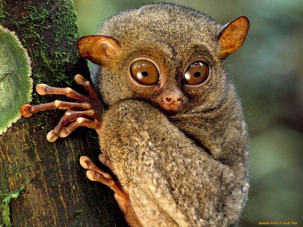 животные, другое