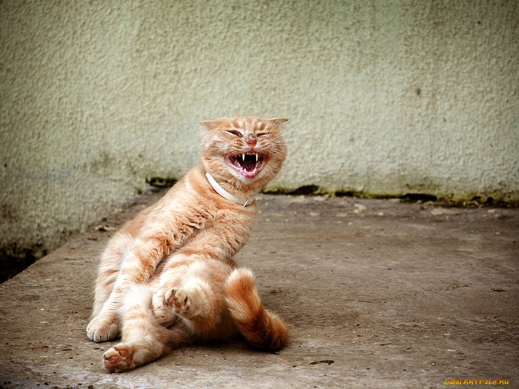 животные, коты