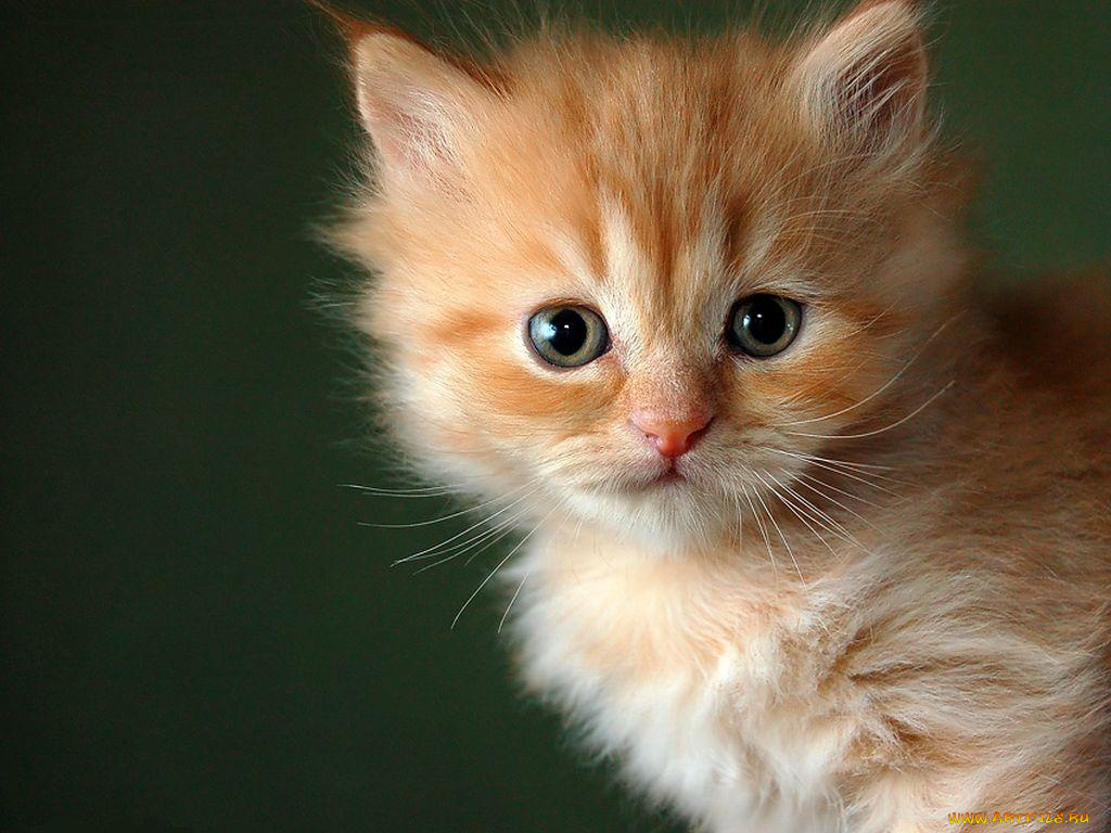 животные, коты