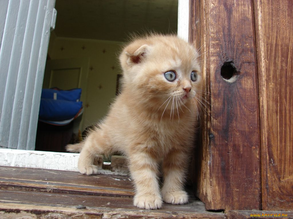 животные, коты