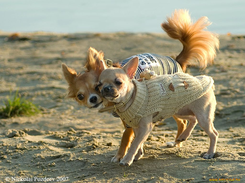 животные, собаки