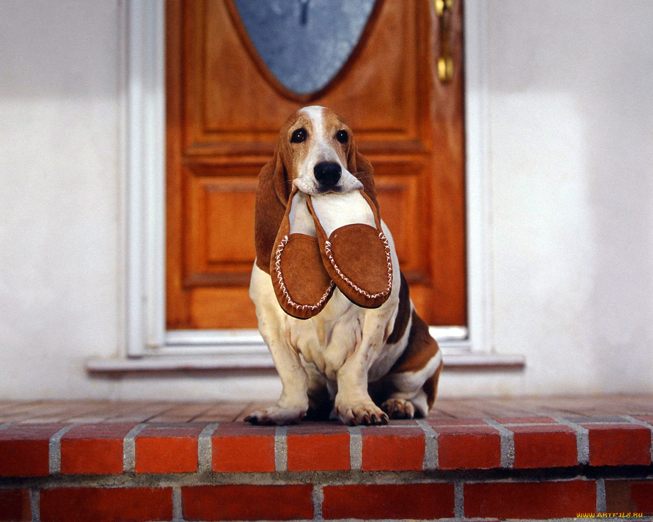 животные, собаки