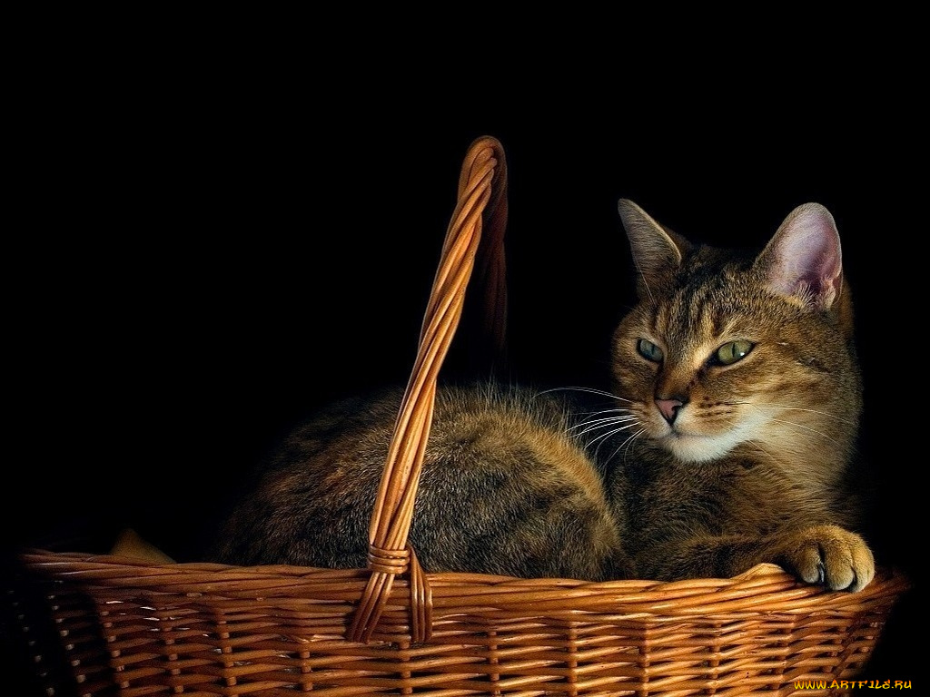 животные, коты