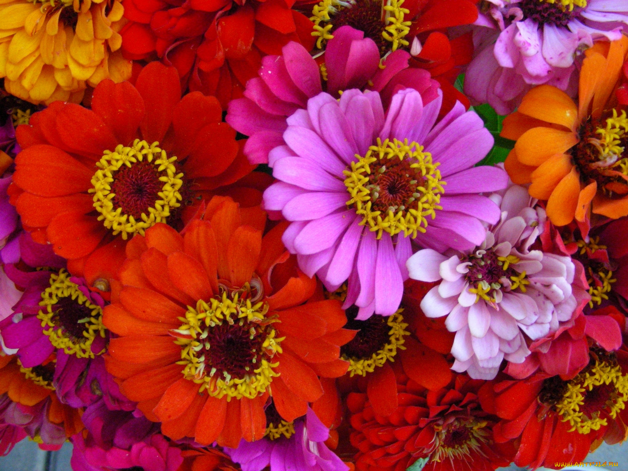 цветы, 11, цинния