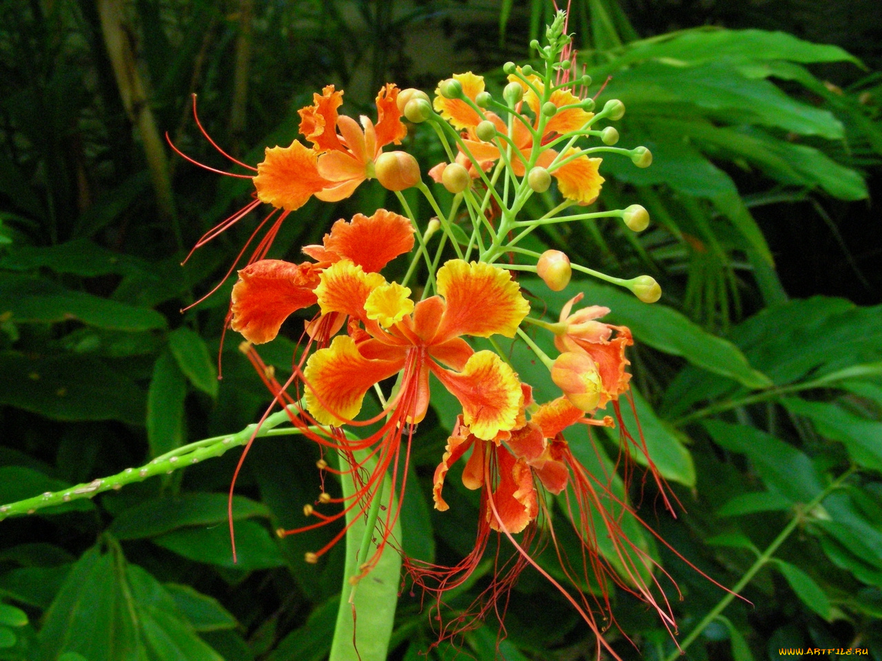 цветы, делоникс, королевский, огненное, дерево