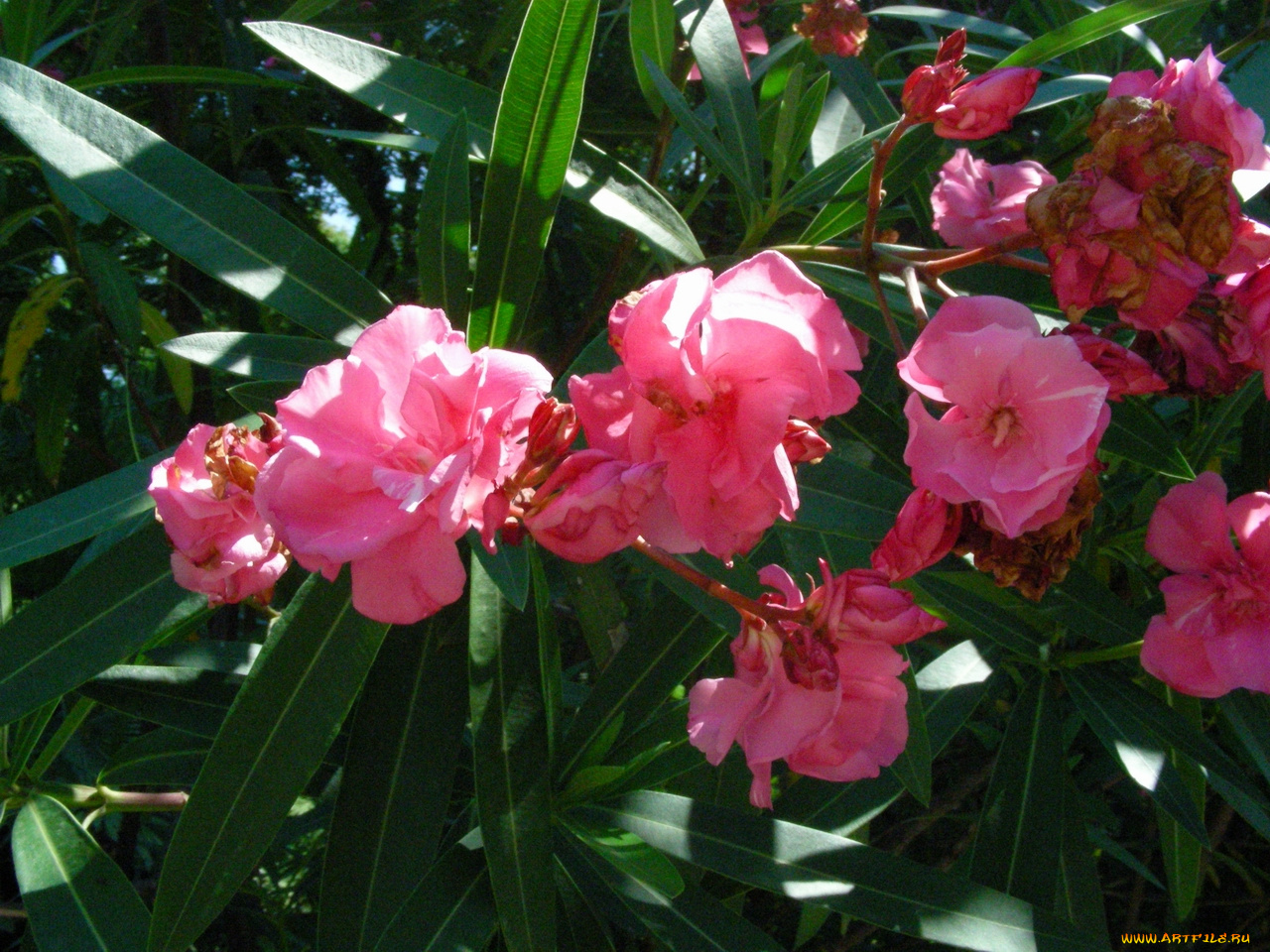 цветы, олеандры