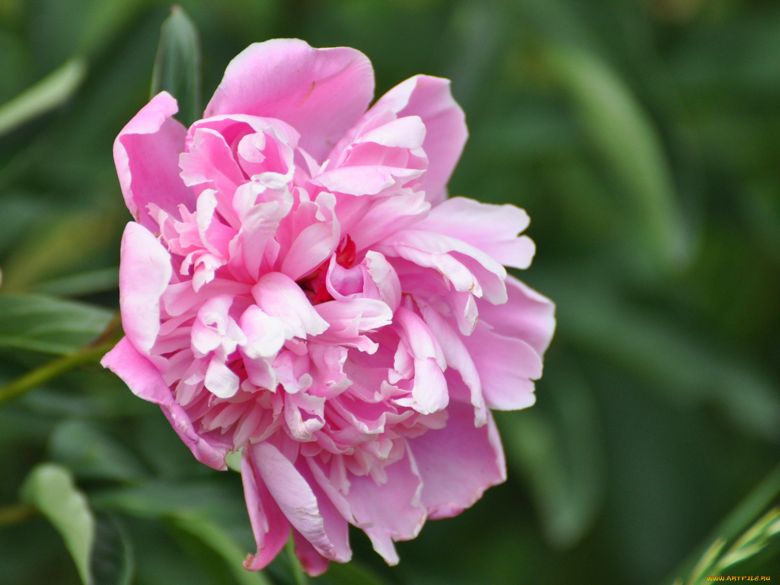 цветы, пионы