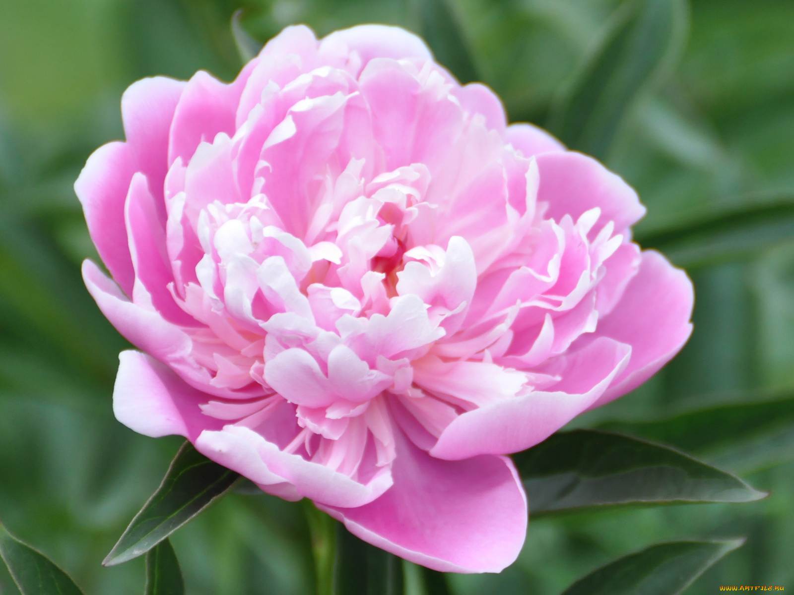 цветы, пионы