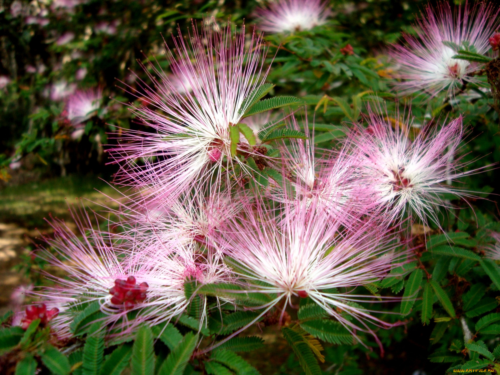 цветы, акация, пушистые, нежные