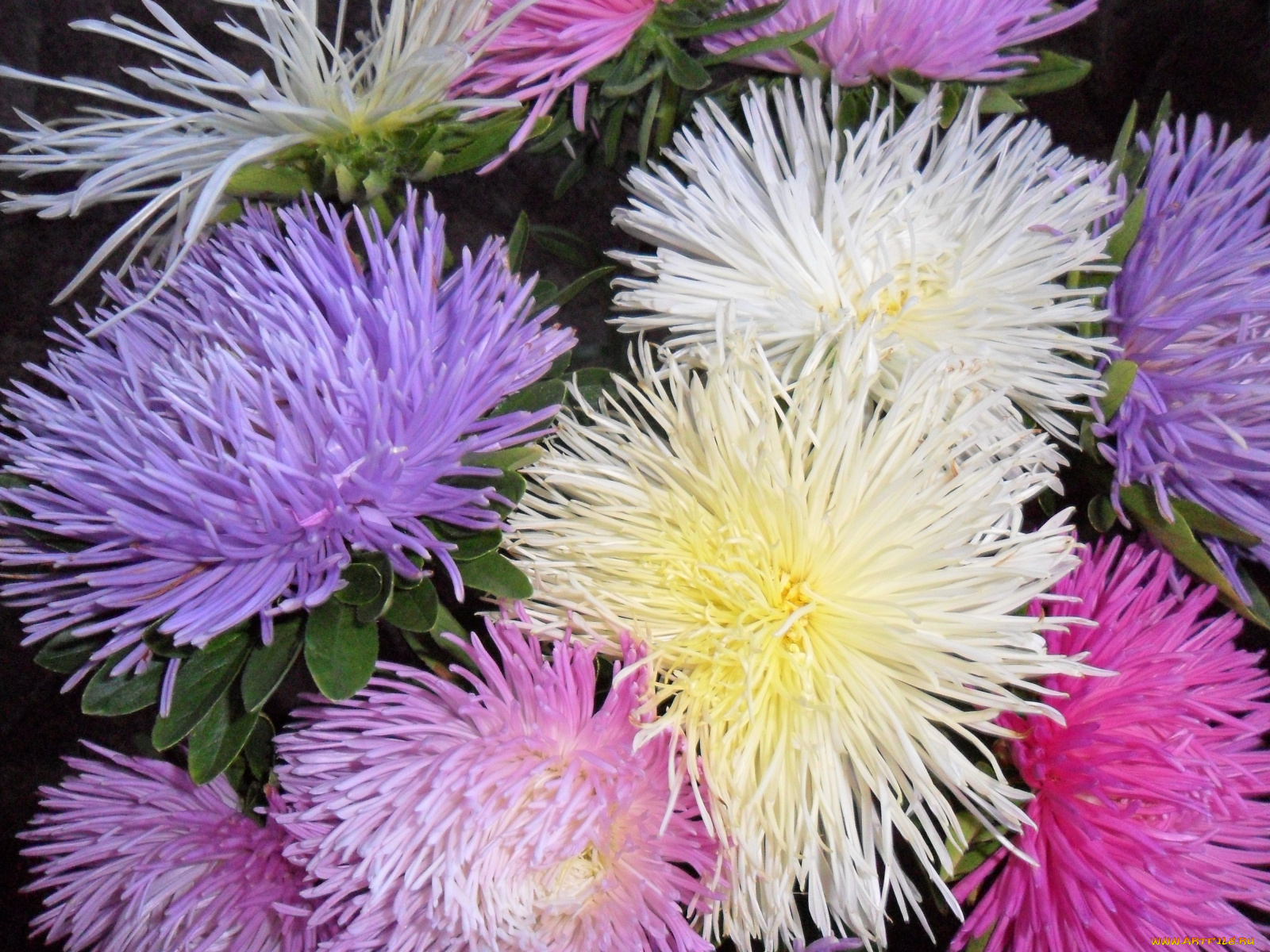 цветы, астры, сиреневые, белые, розовые