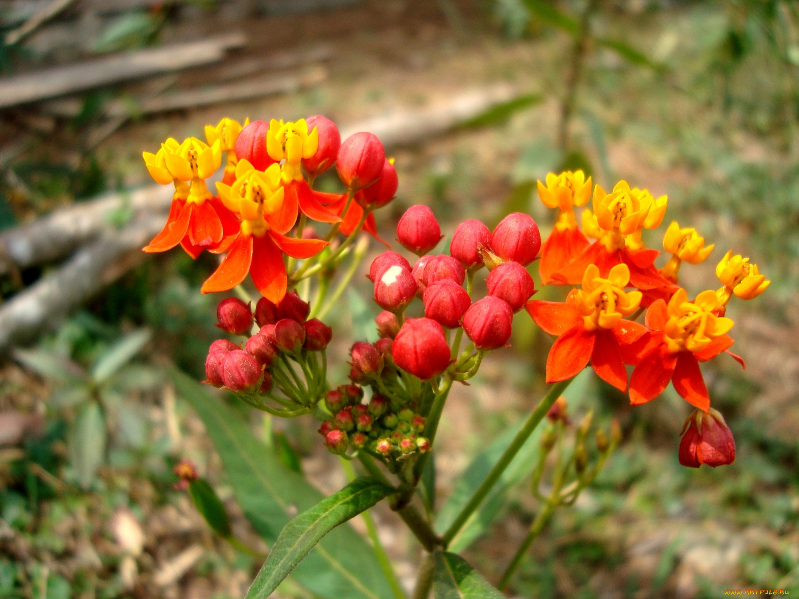 цветы, бутоны, цветки