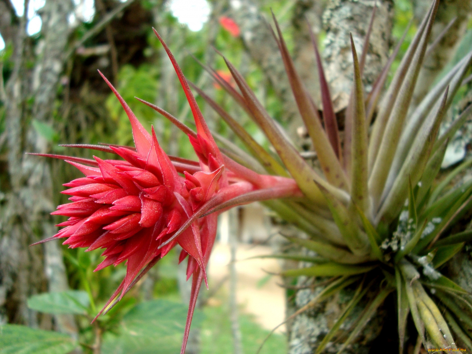 цветы, красный, острый