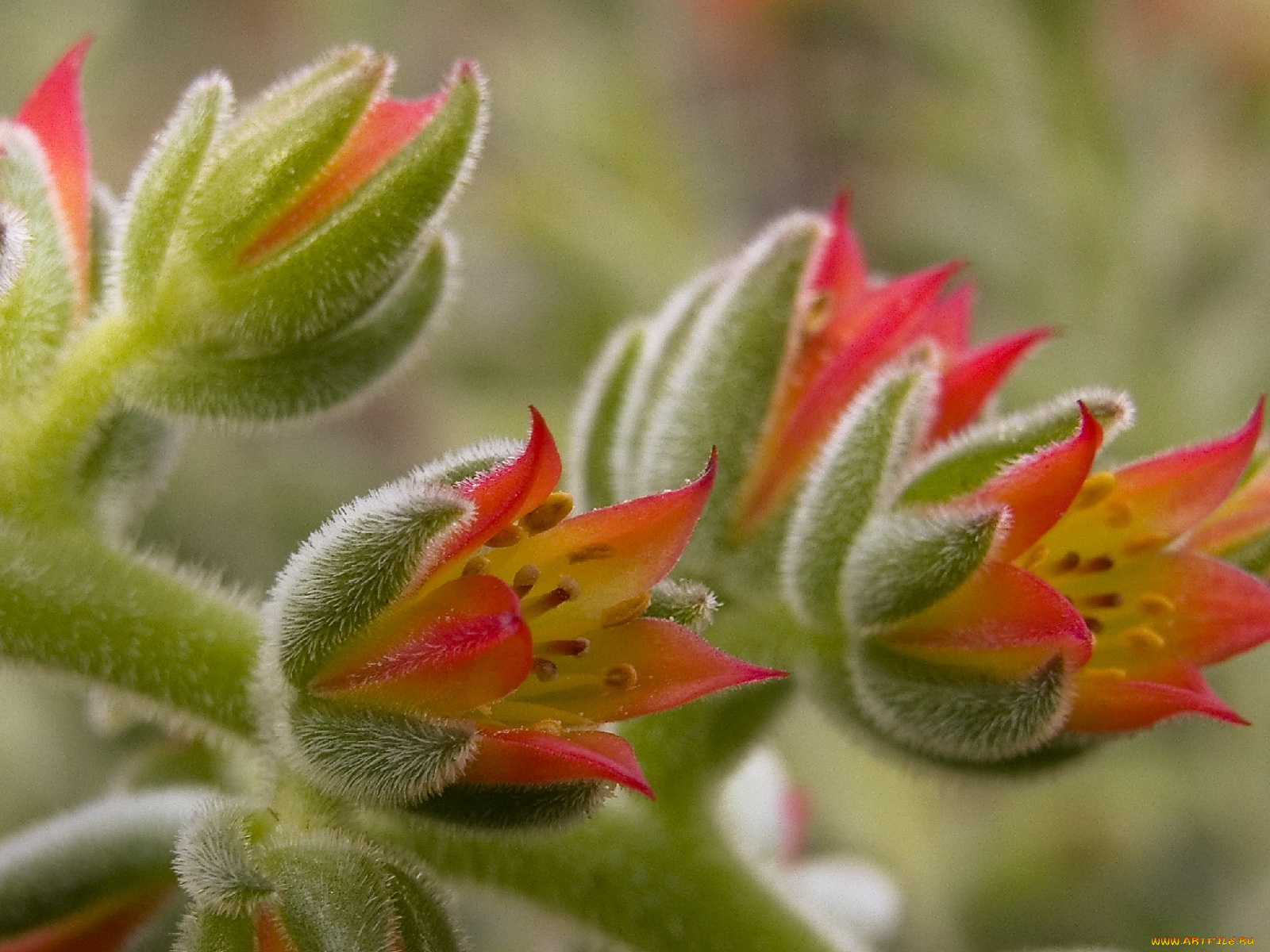 эхеверия, цветы, пушистый