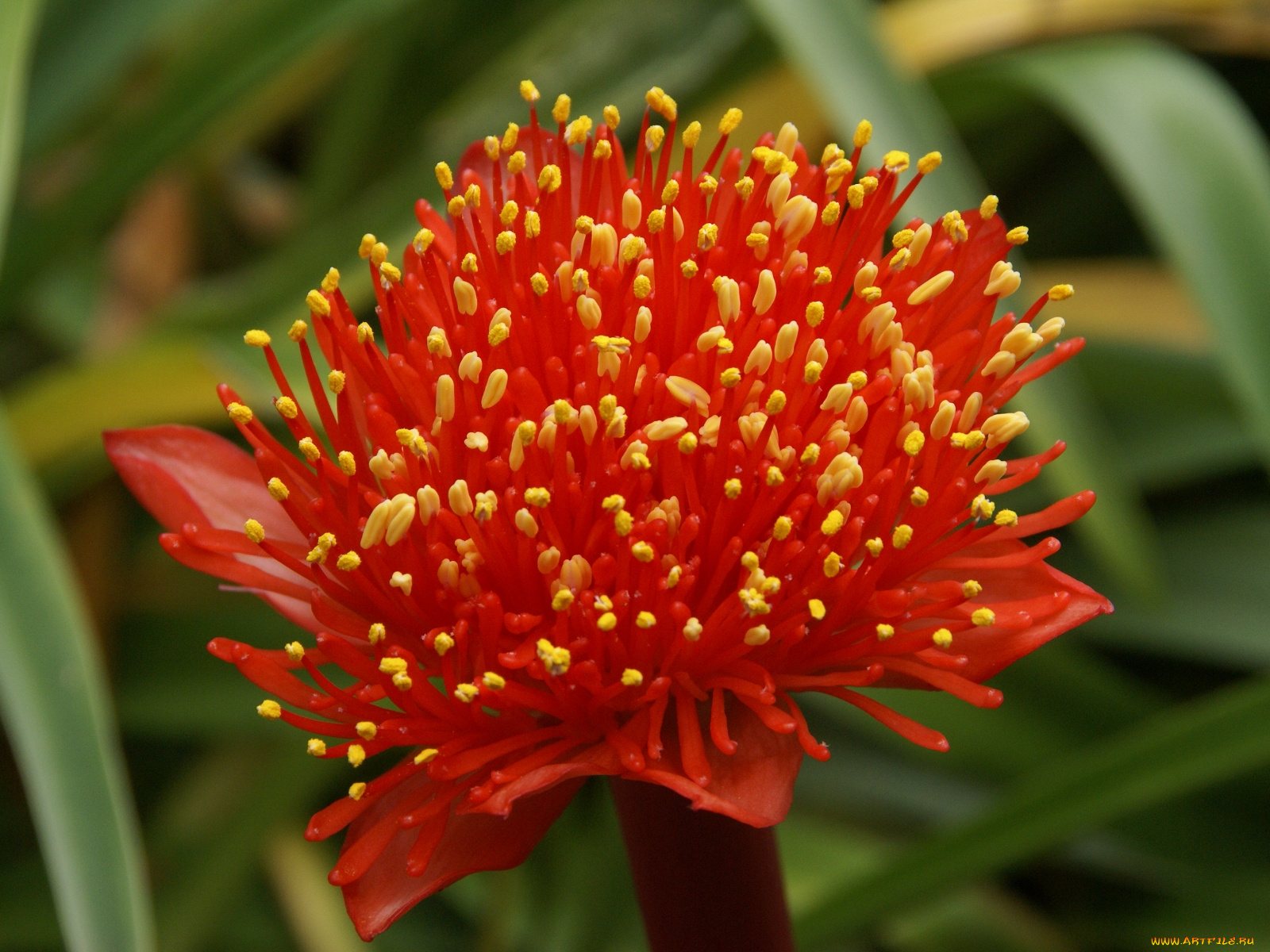 гемантус, цветы, желтый, красный