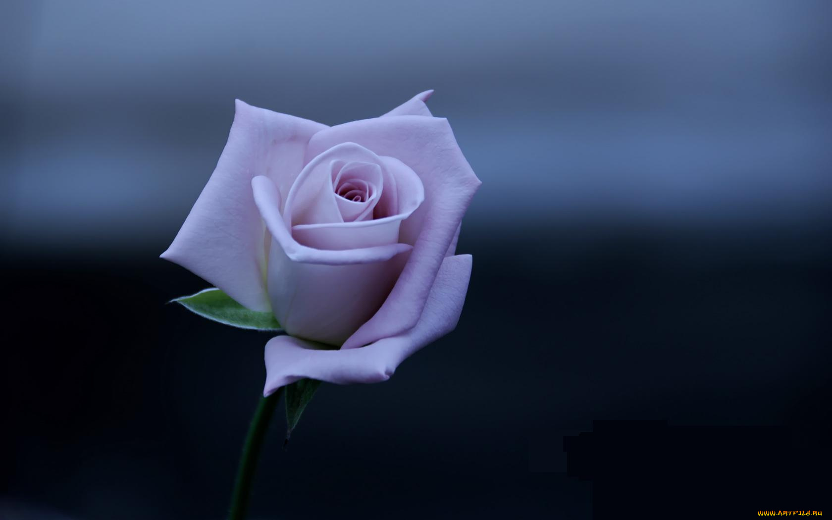 цветы, розы, тёмный, синий