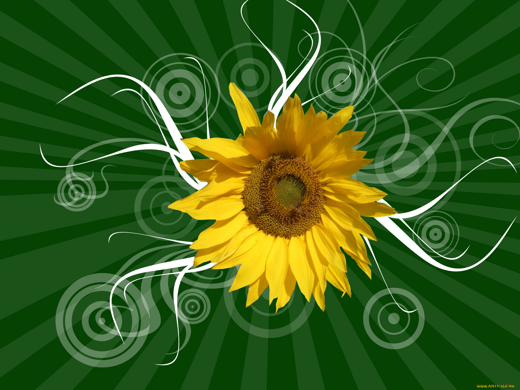 цветы, подсолнухи, графика, лучи, зелёный