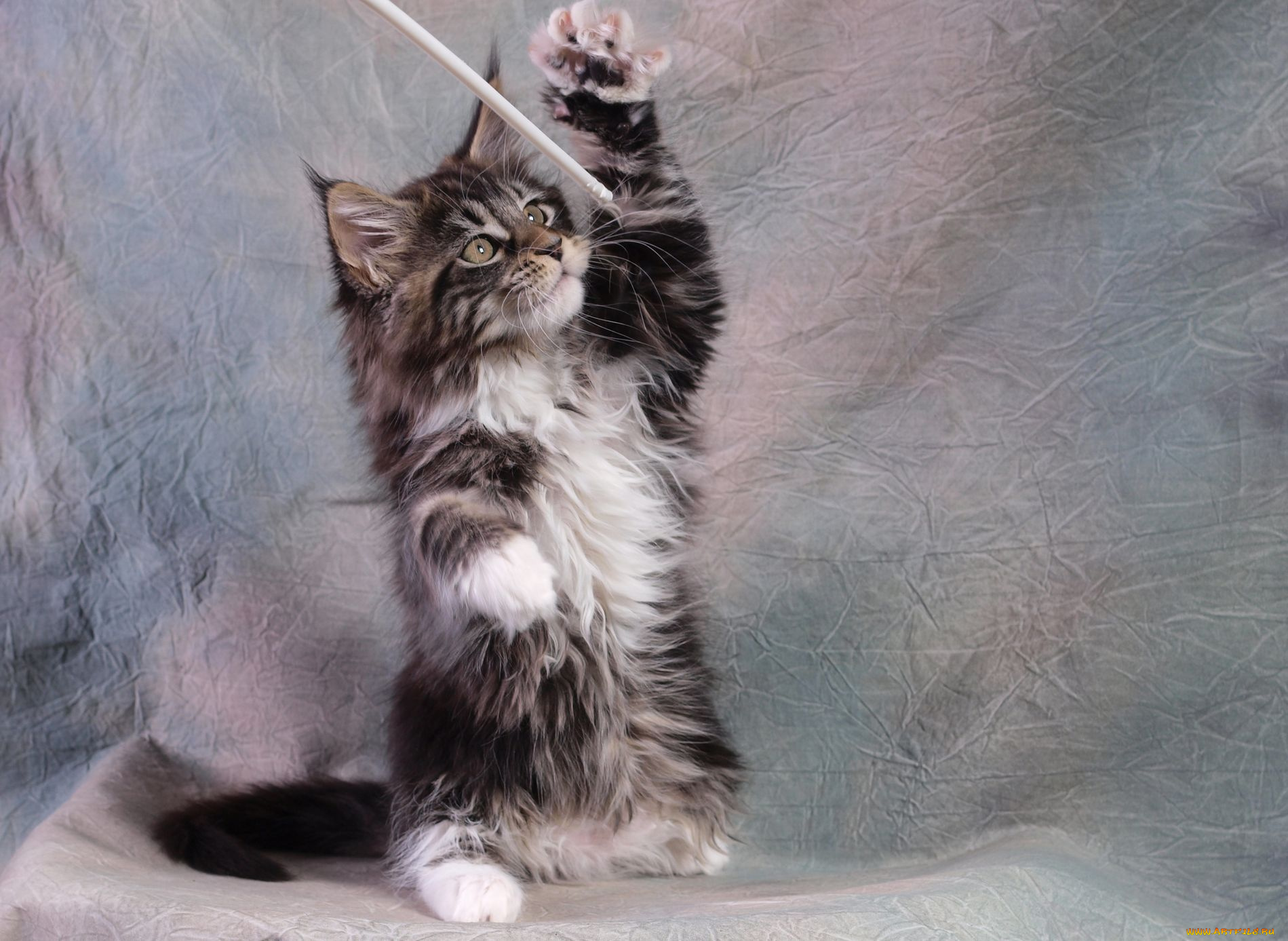 животные, коты, котенок, мейн-кун