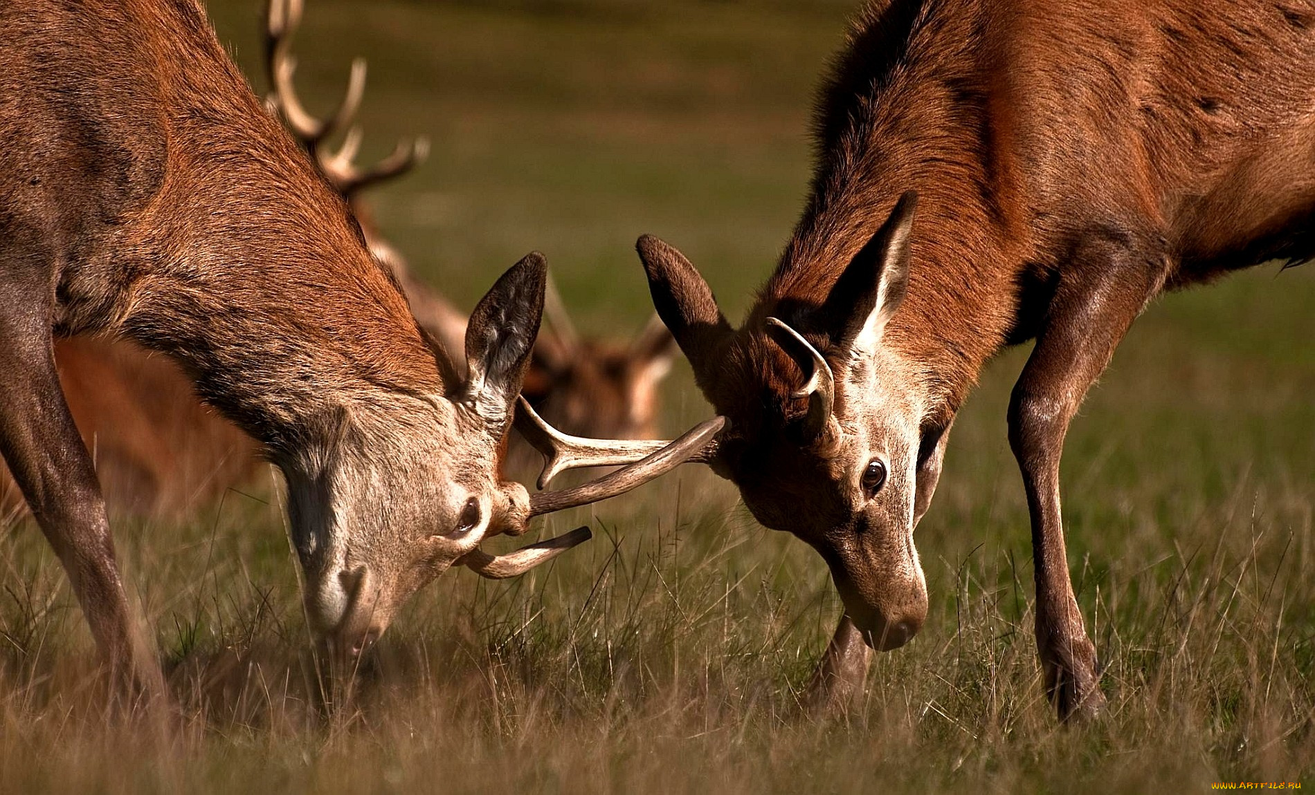 животные, олени, рога, драка