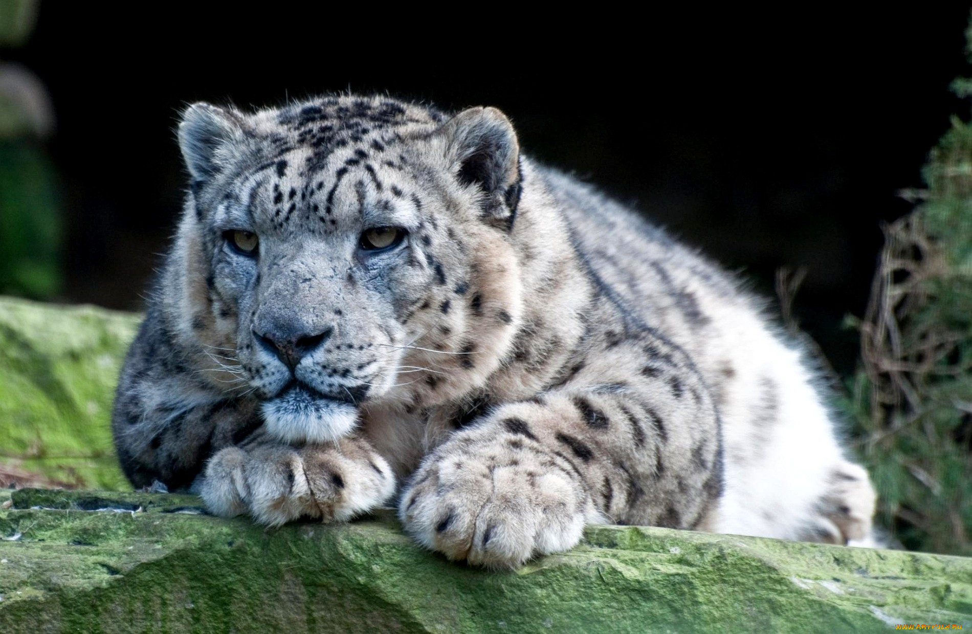 животные, снежный, барс, ирбис, отдых, белый, пятнистый