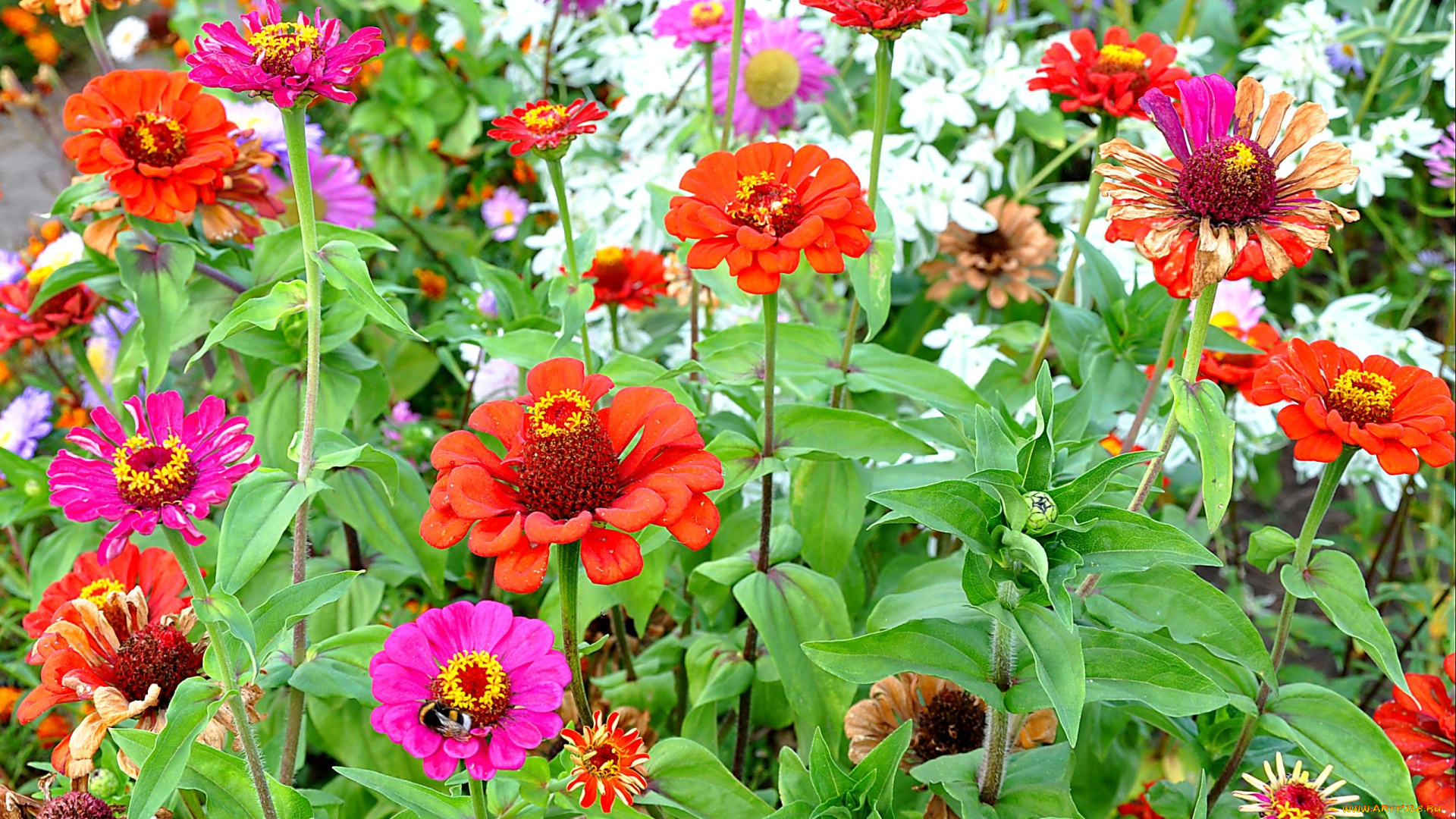 цветы, цинния, розовые, пчела, много, красные