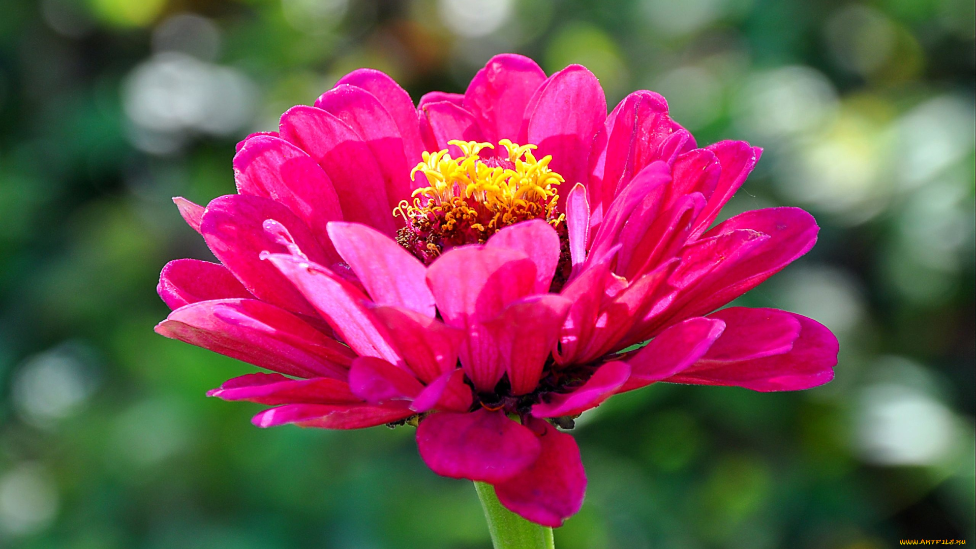 цветы, цинния, розовый