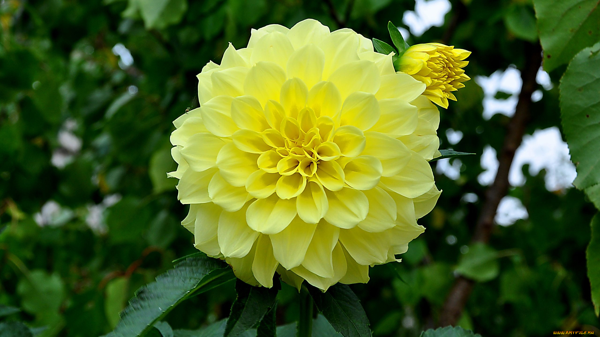 цветы, георгины, желтый