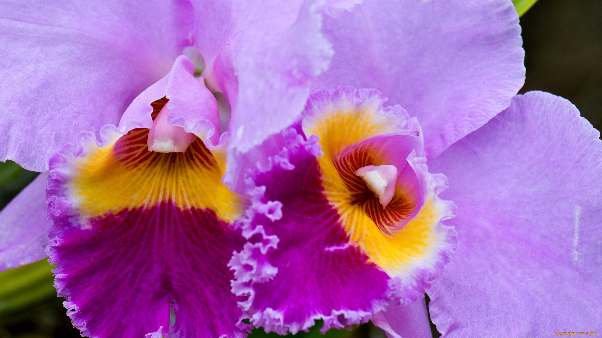 цветы, орхидеи, большой, сиреневый