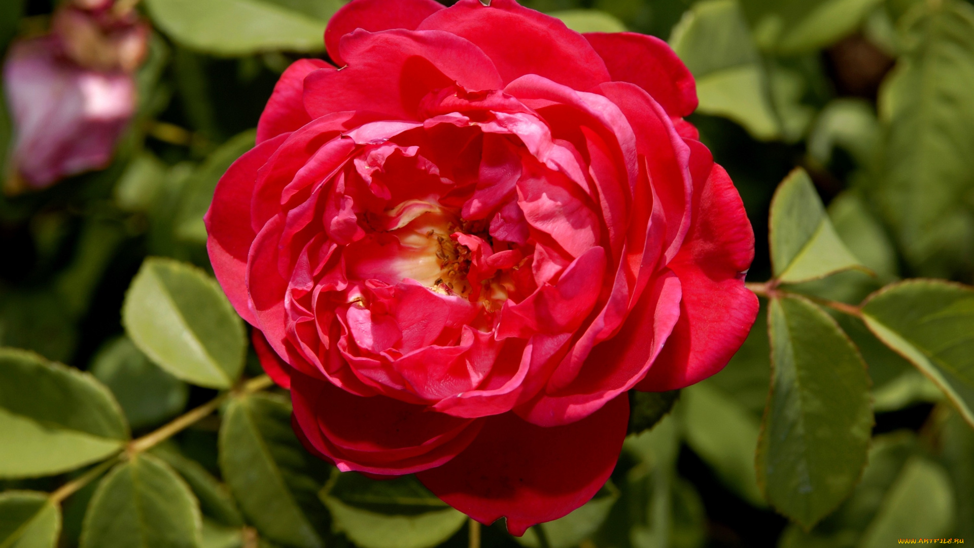 цветы, розы, красный, яркий, большой