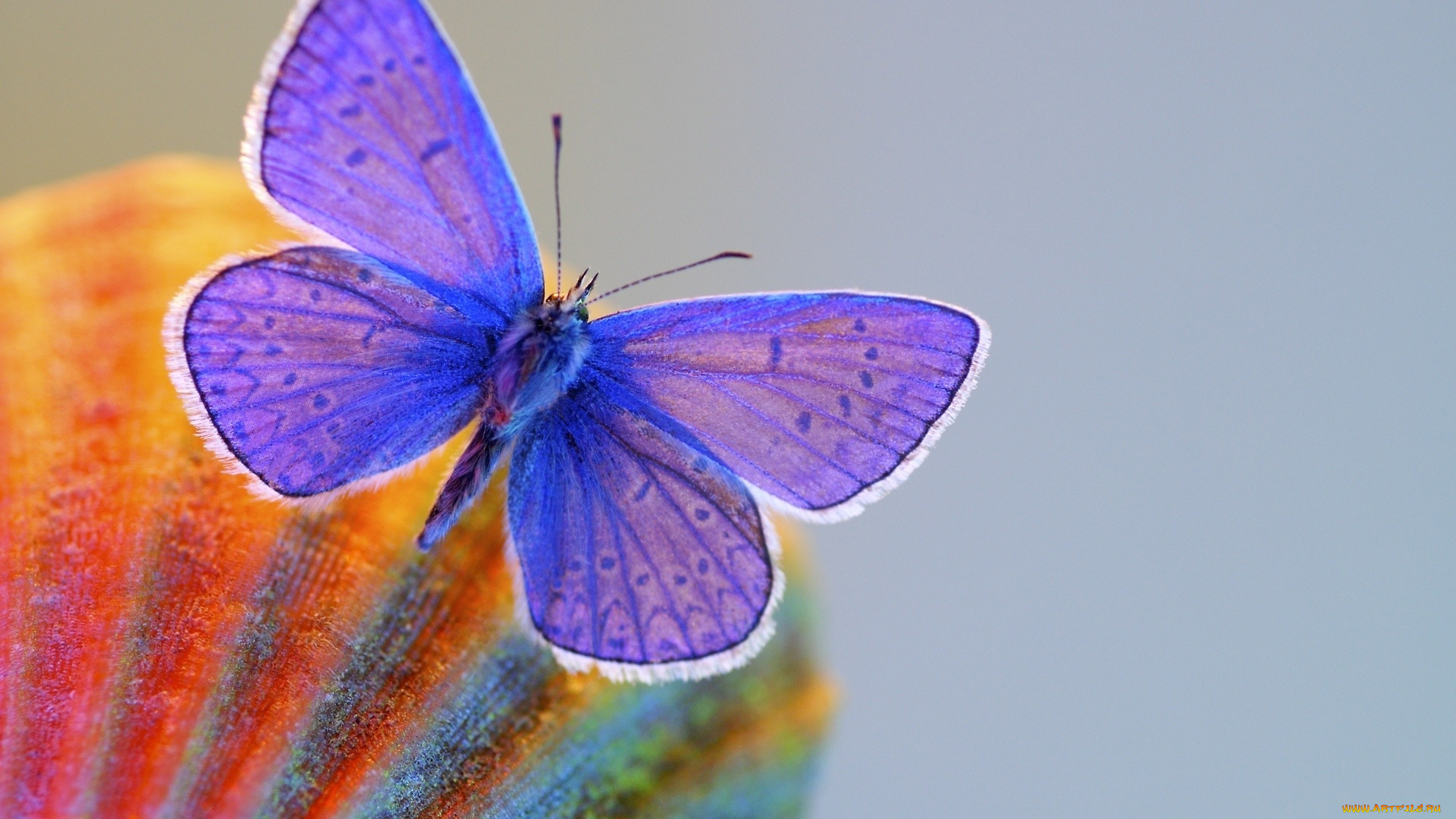 животные, бабочки, синяя, макро