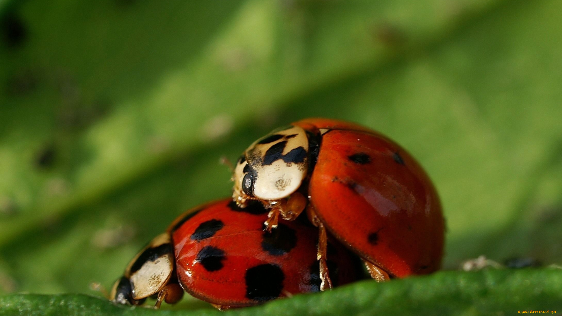 животные, божьи, коровки, божья, коровка, ситуация