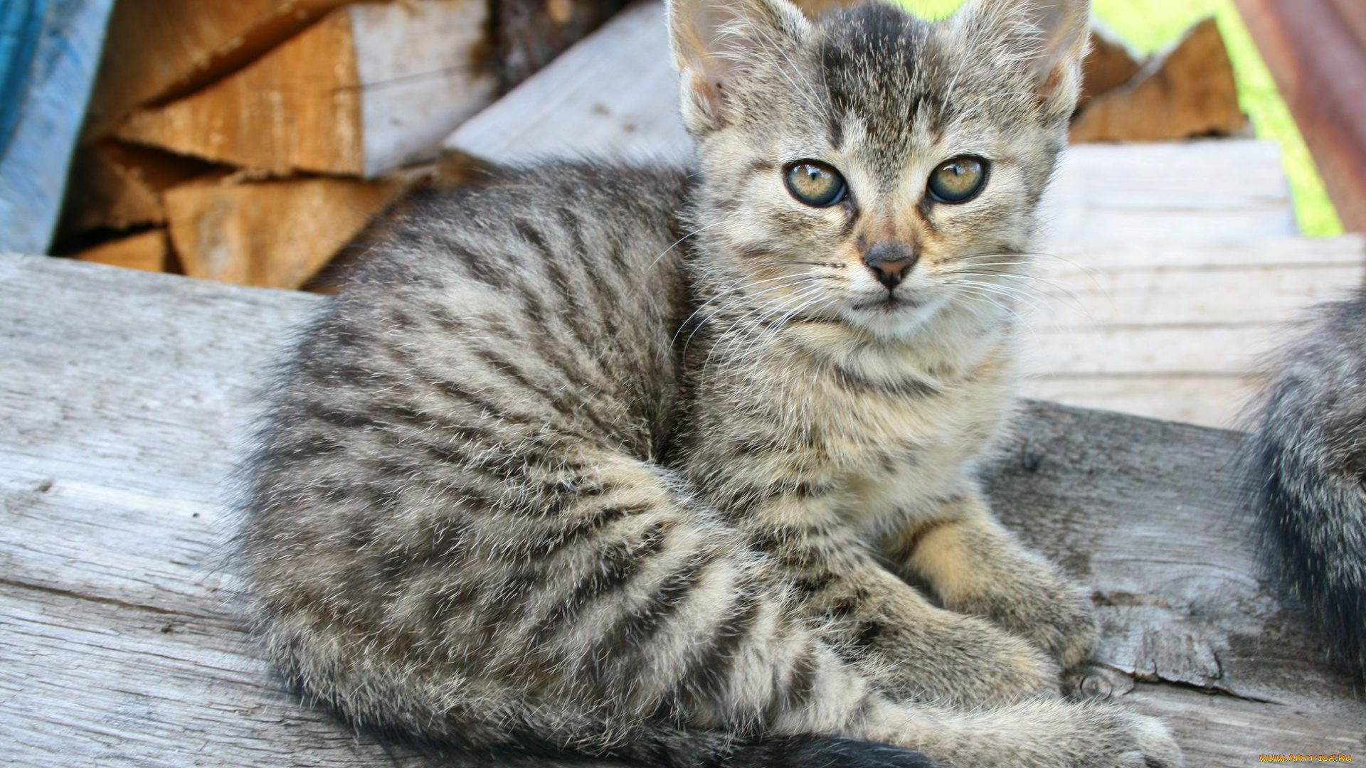 животные, коты, котенок, табби