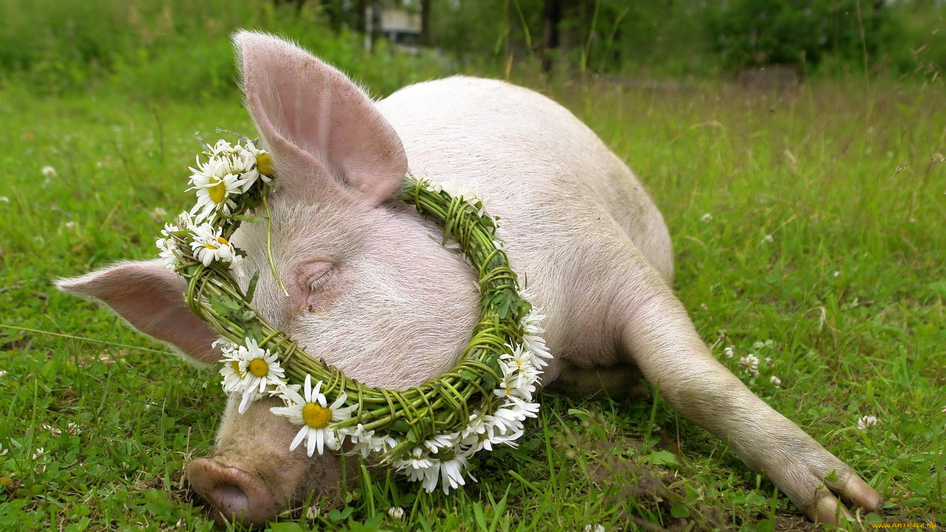 животные, свиньи, кабаны, трава, венок