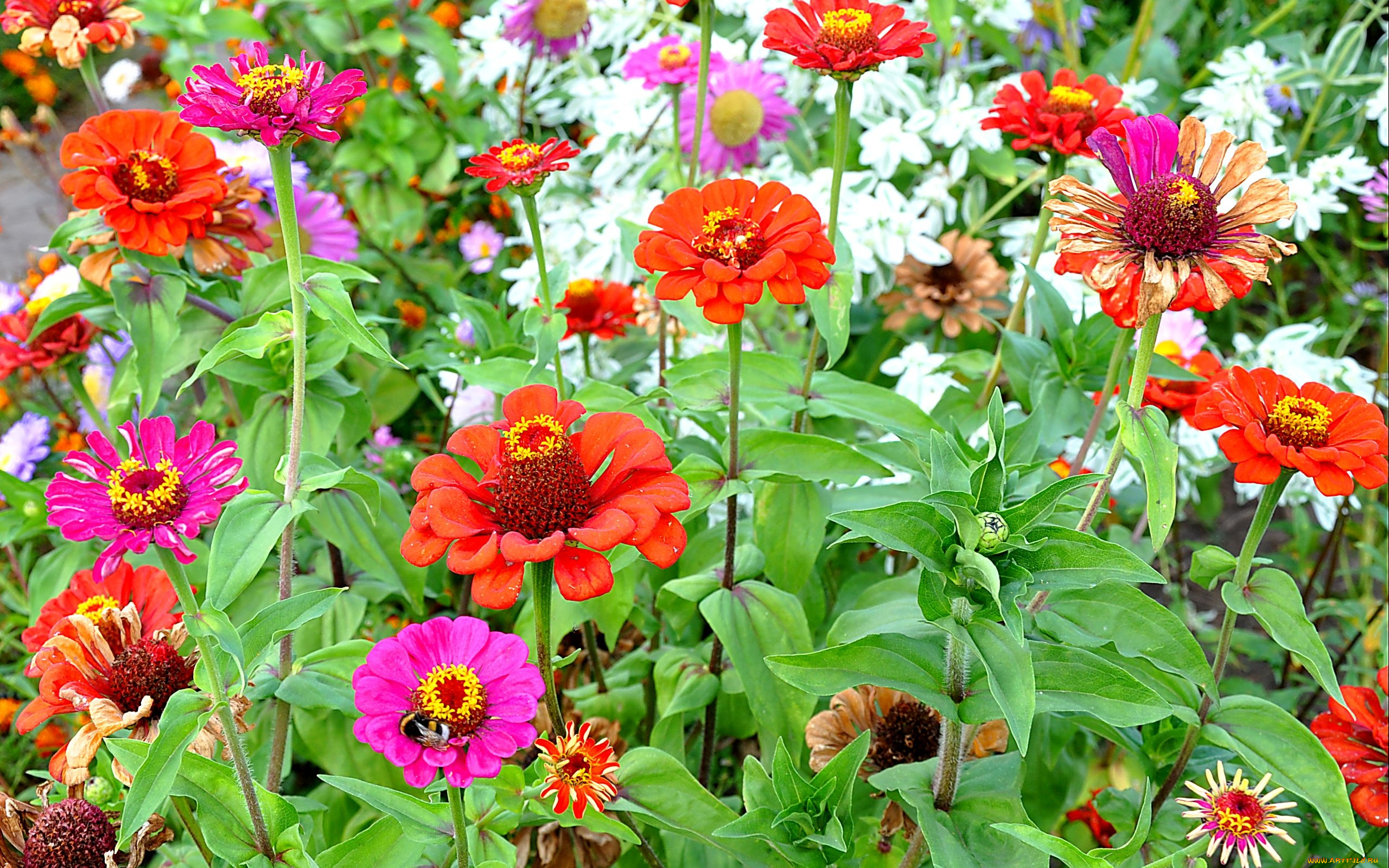 цветы, цинния, розовые, пчела, много, красные