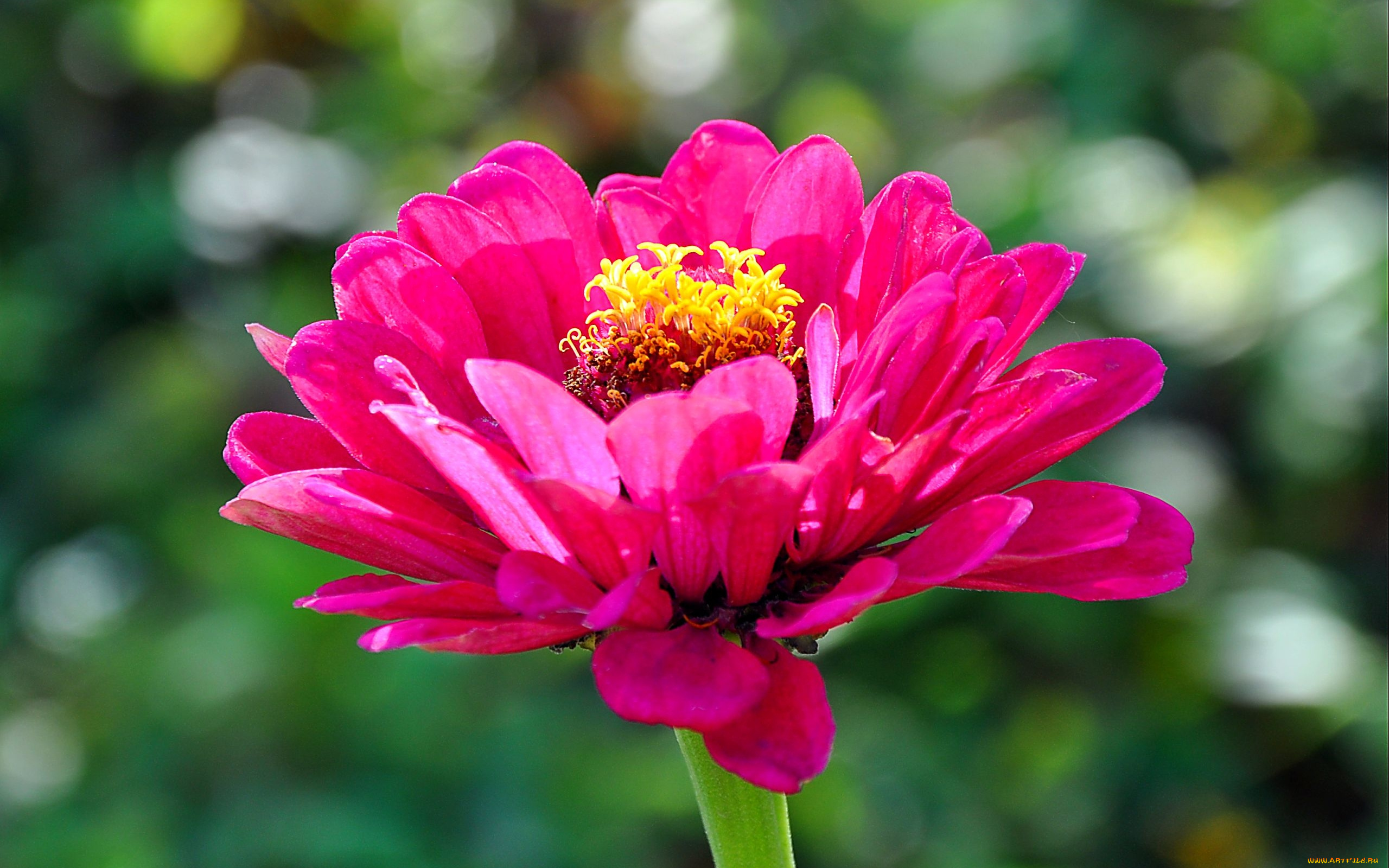 цветы, цинния, розовый