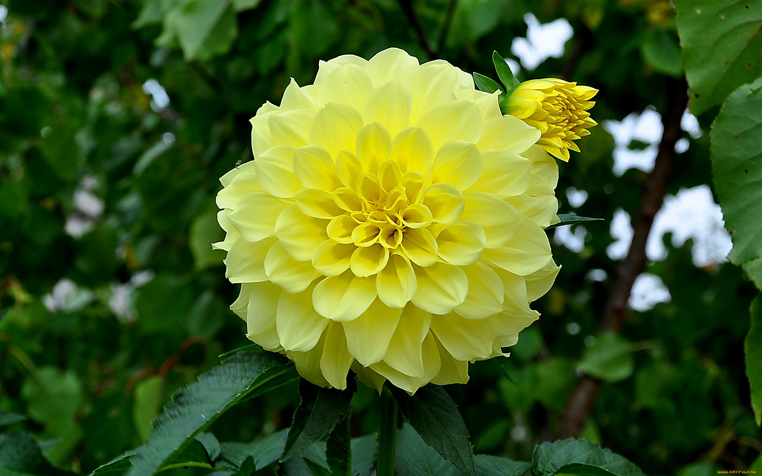 цветы, георгины, желтый