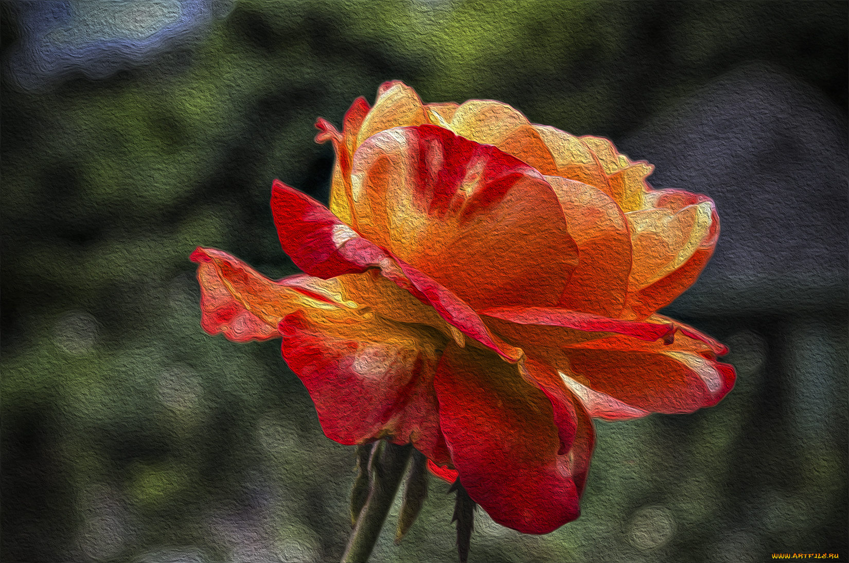 3д, графика, flowers, цветы, роза