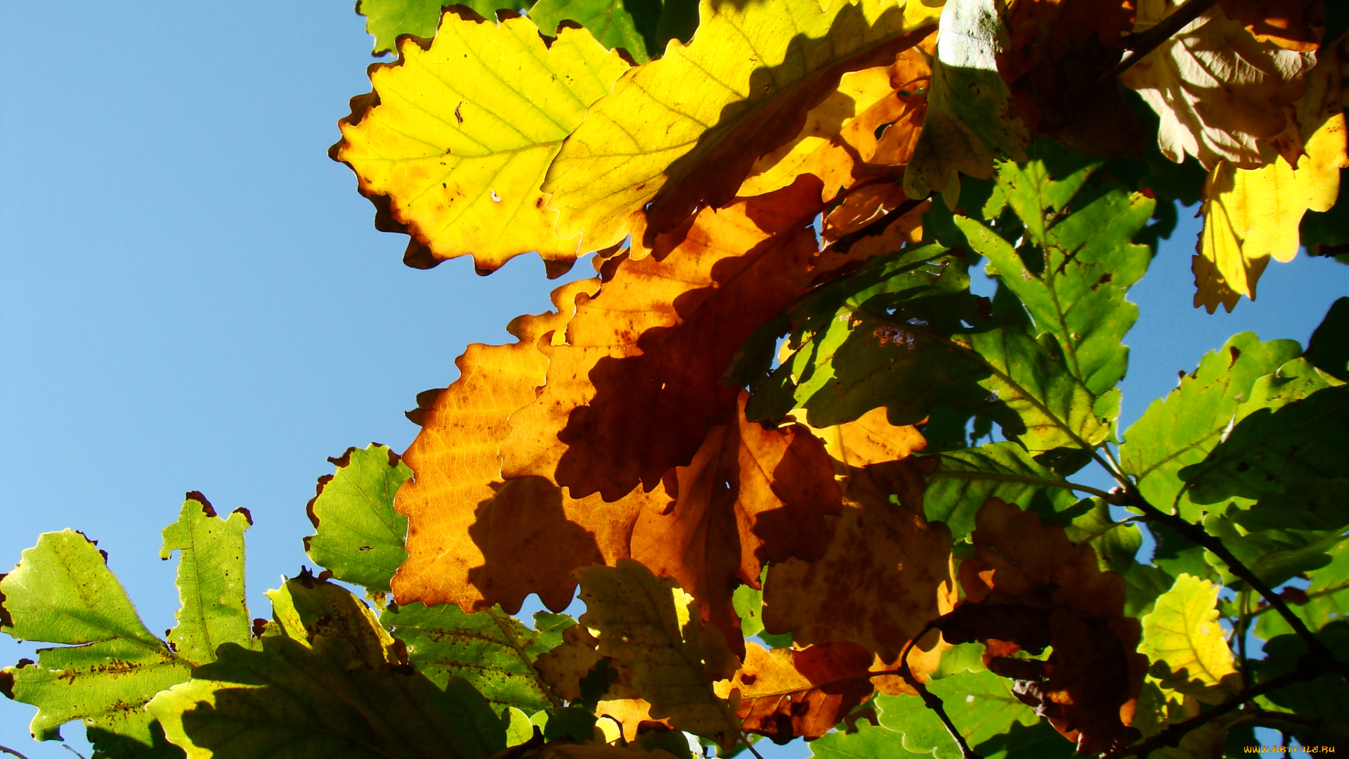 природа, листья