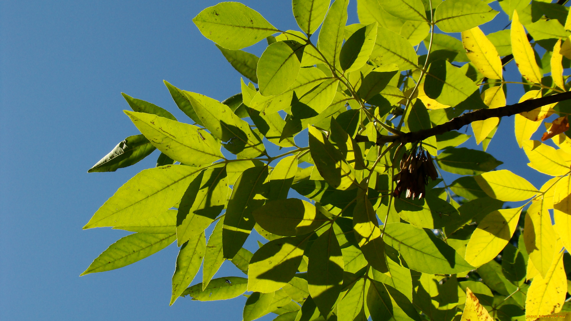 природа, листья