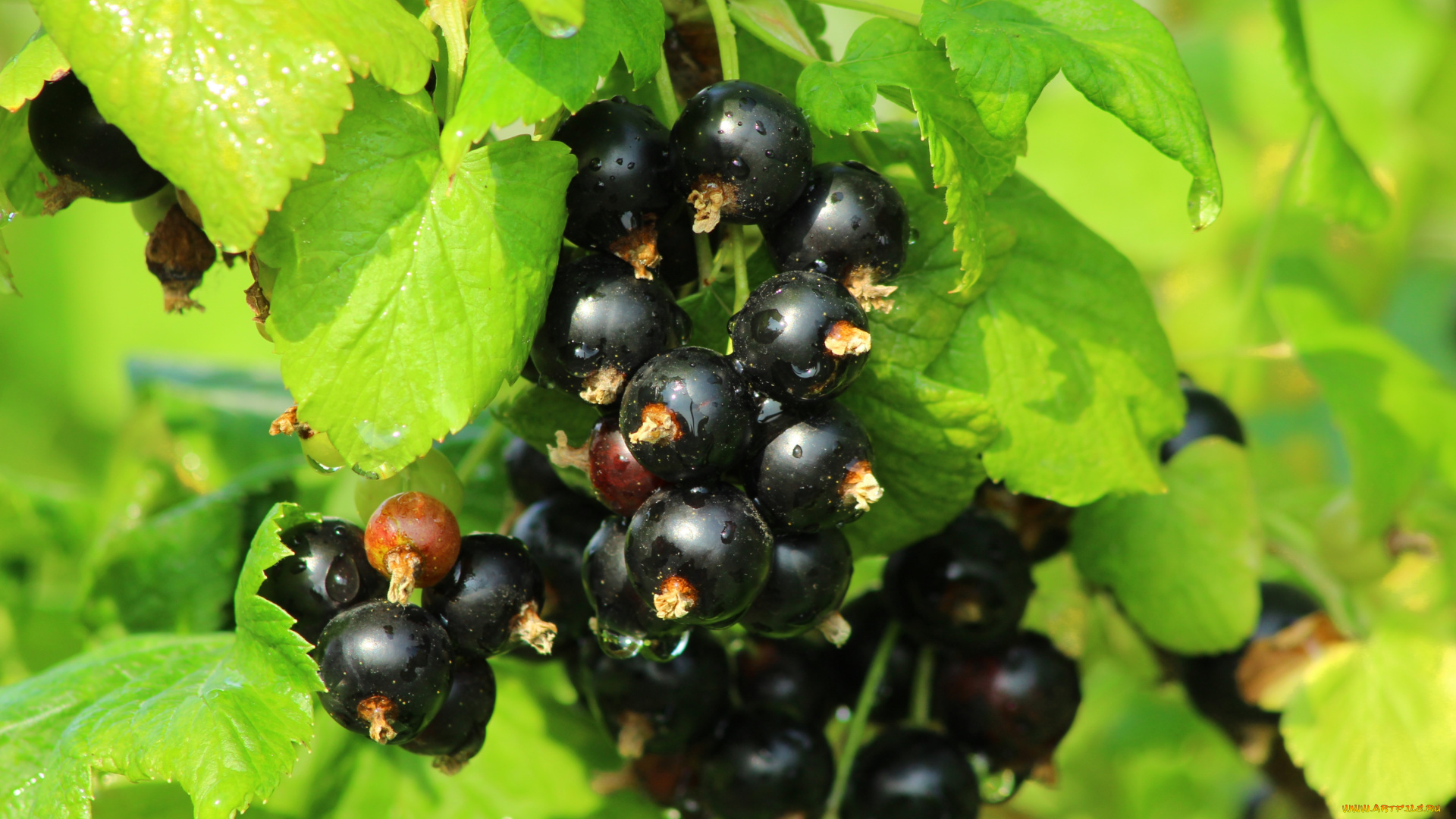 природа, Ягоды, черная, смородина