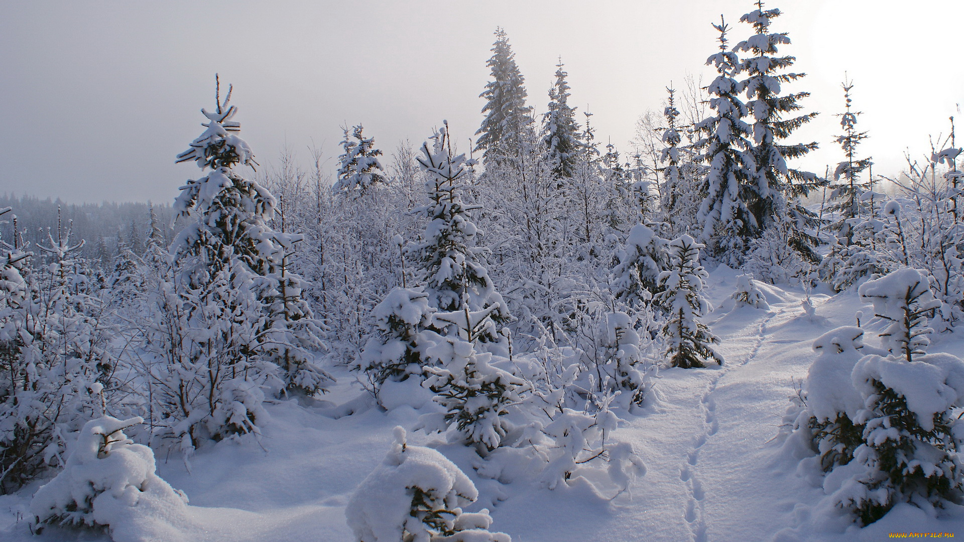 природа, зима, снег, лес