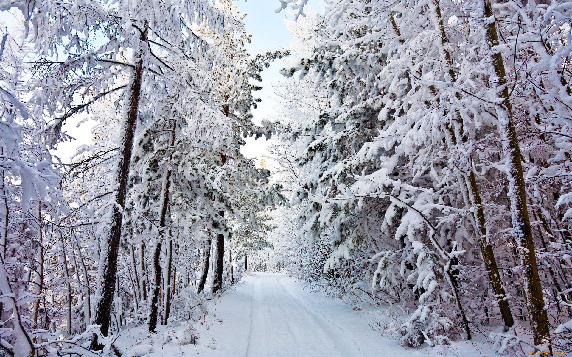 природа, зима, снег, лес