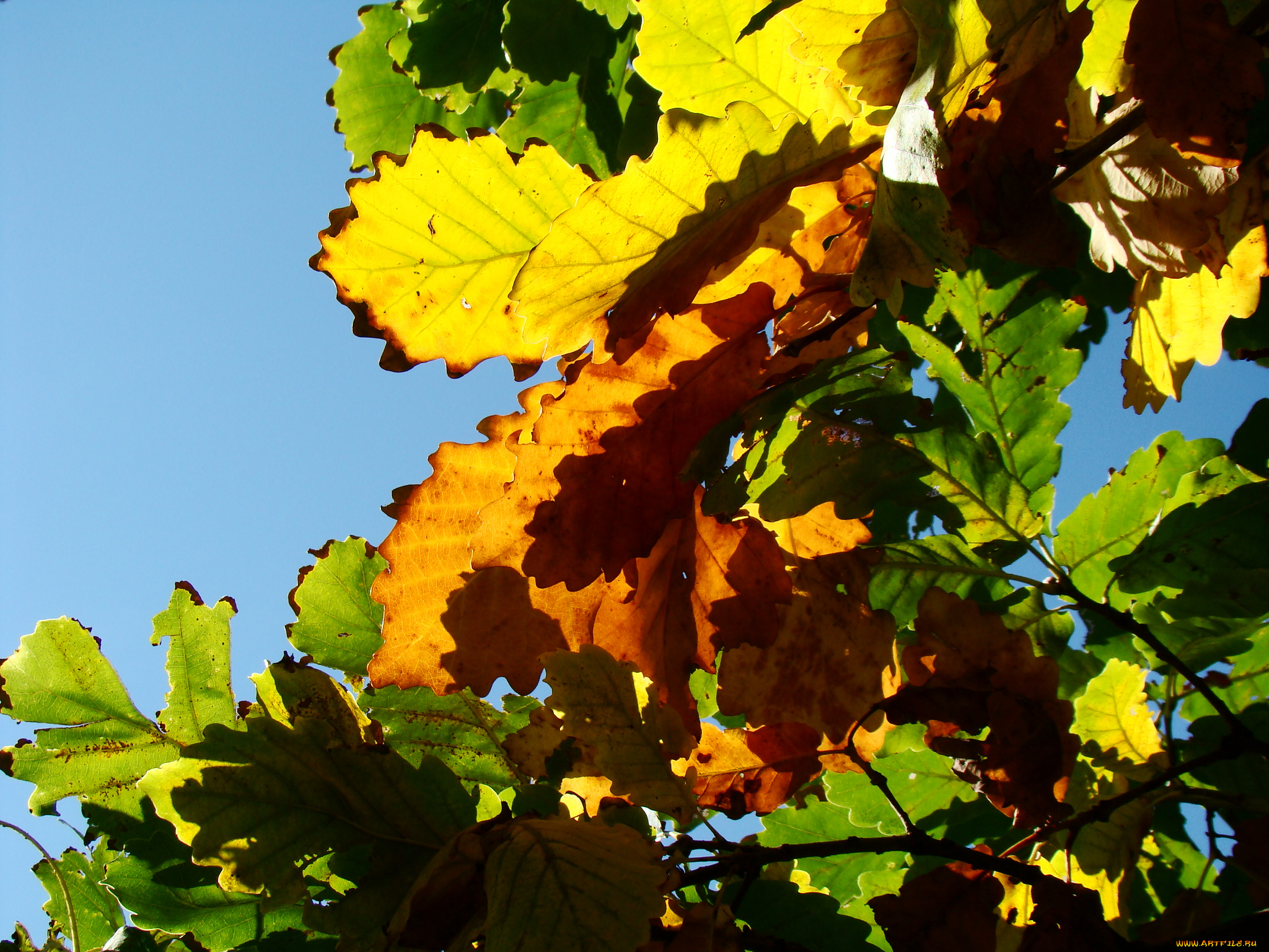 природа, листья