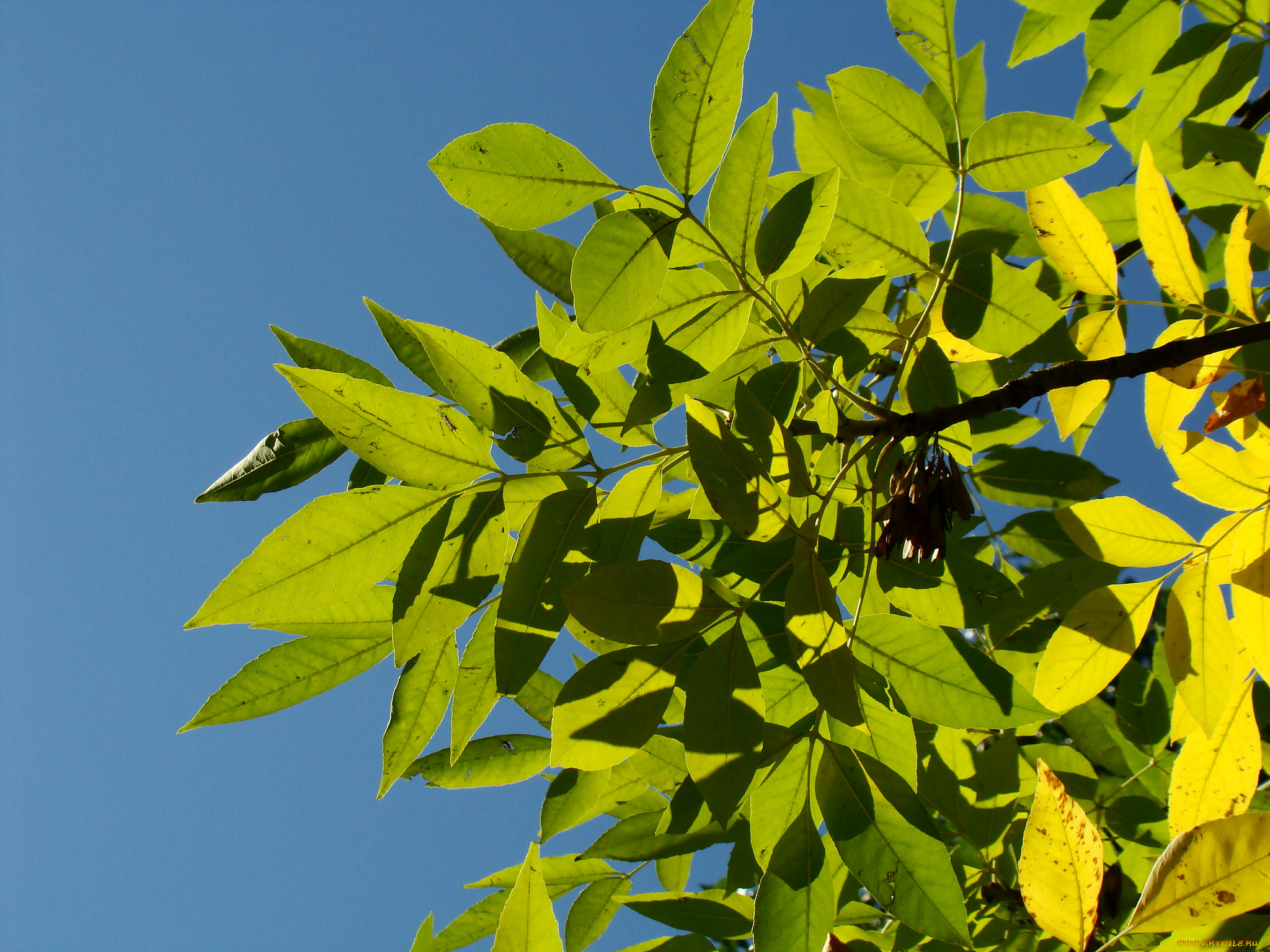 природа, листья