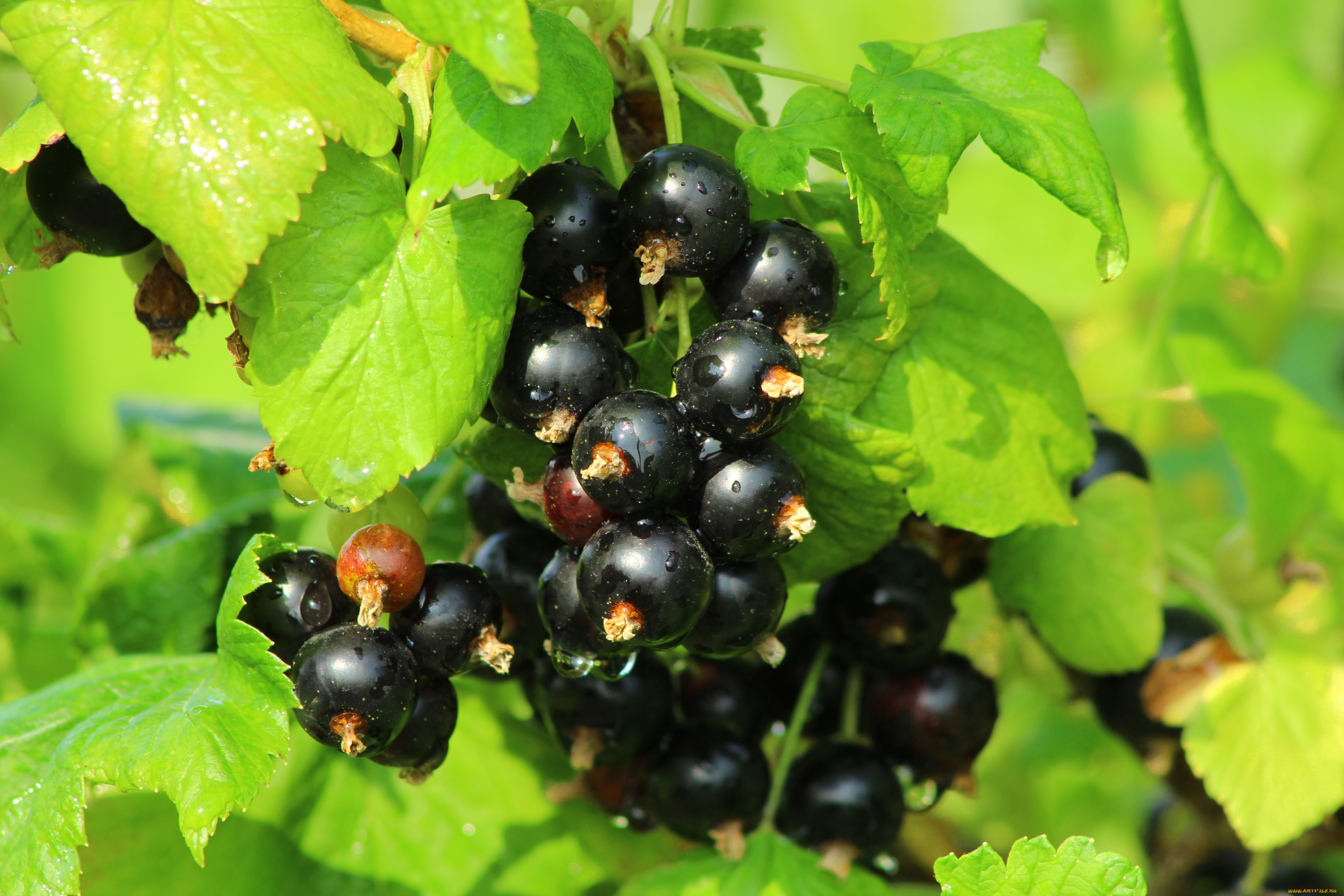 природа, Ягоды, черная, смородина