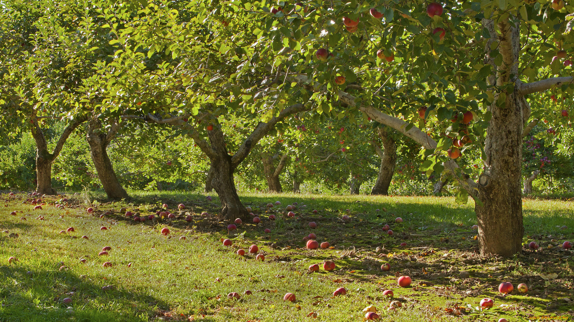 природа, деревья, солнечно, яблони, яблоки, сад