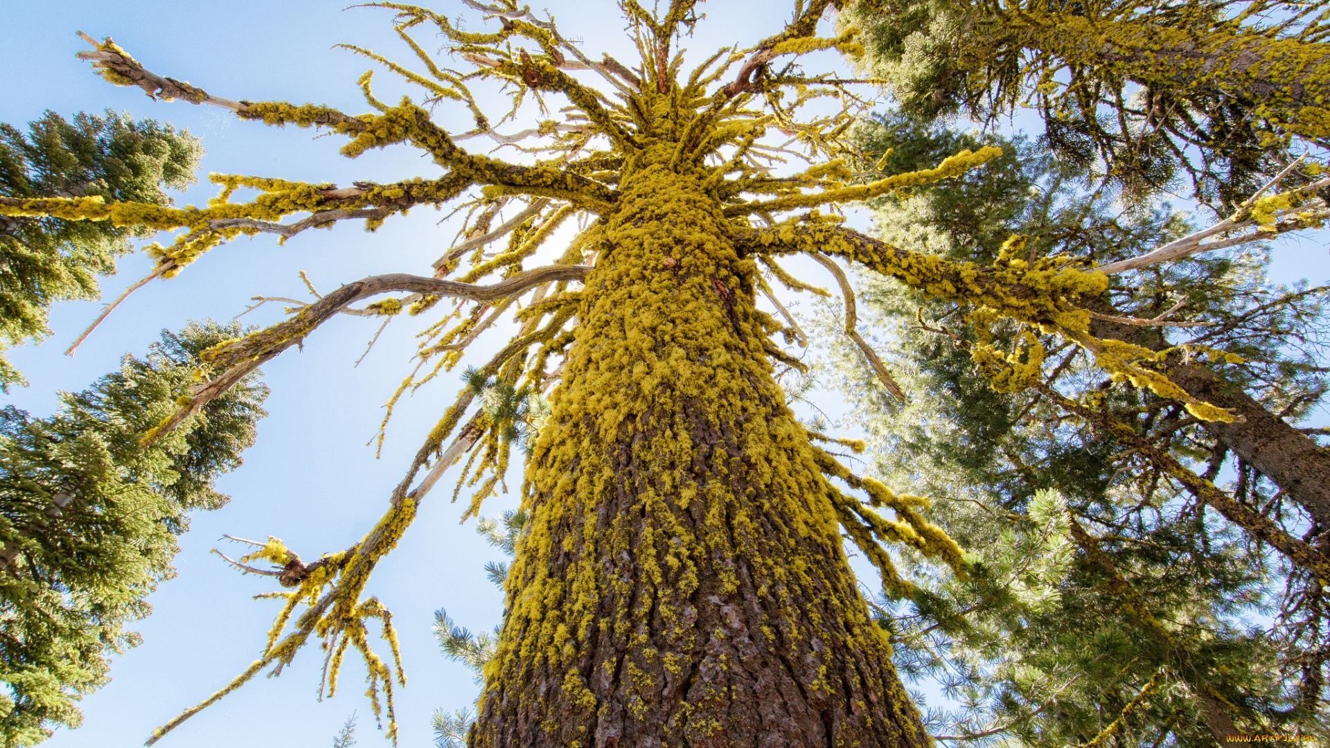природа, деревья, ветки, ствол, мох, небо, корявое, дерево